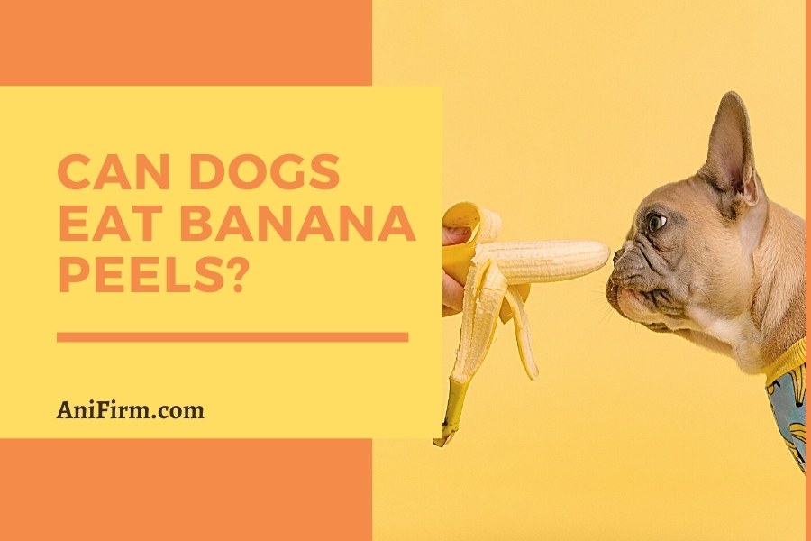 Can Dogs Eat Banana Peels