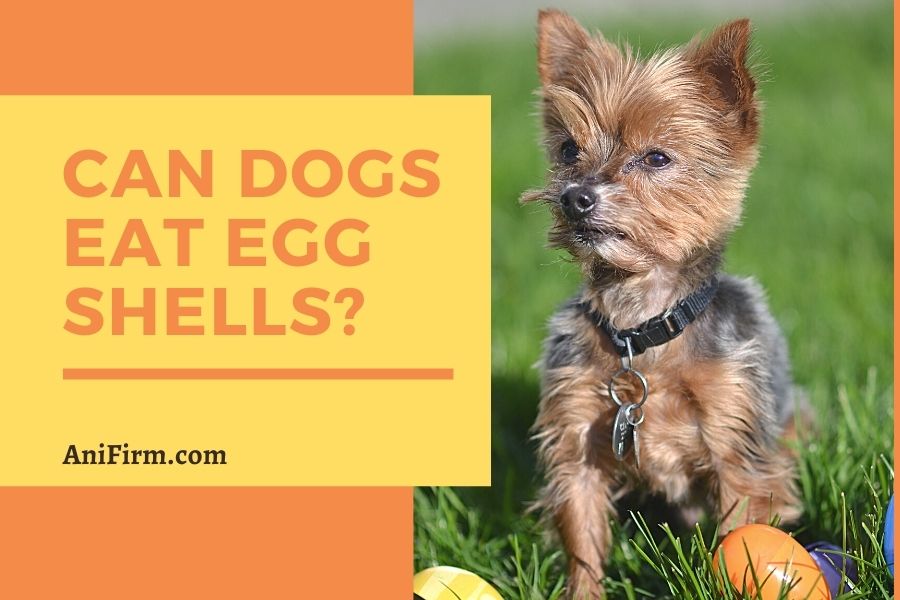 Can Dogs Eat Egg Shells