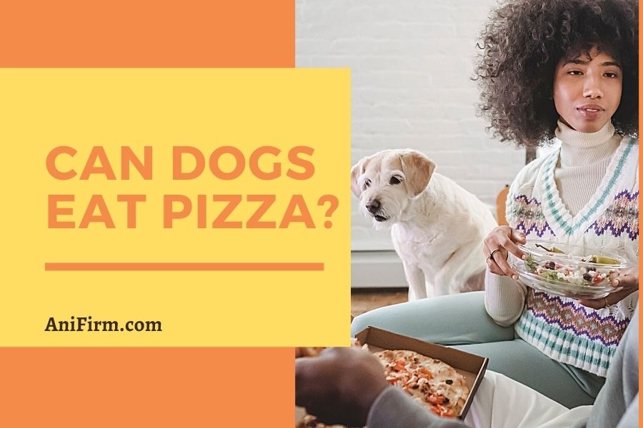 Can Dogs Eat Pizza