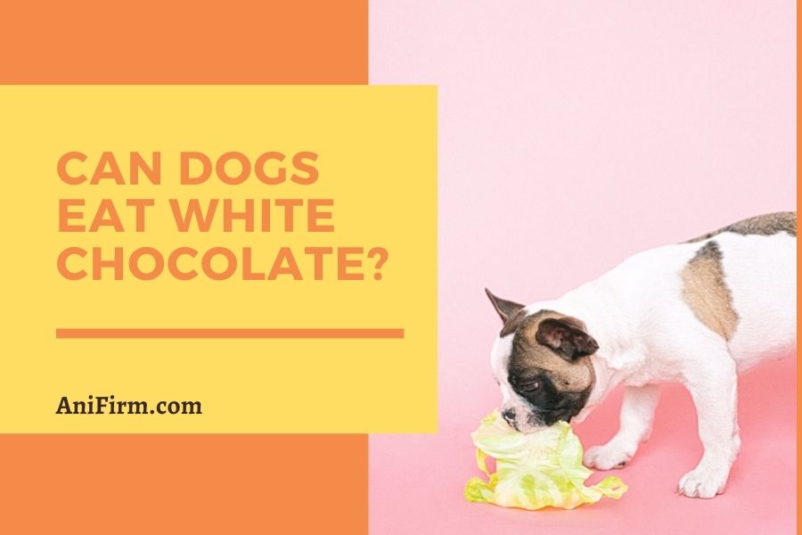 Can Dogs Eat White Chocolate