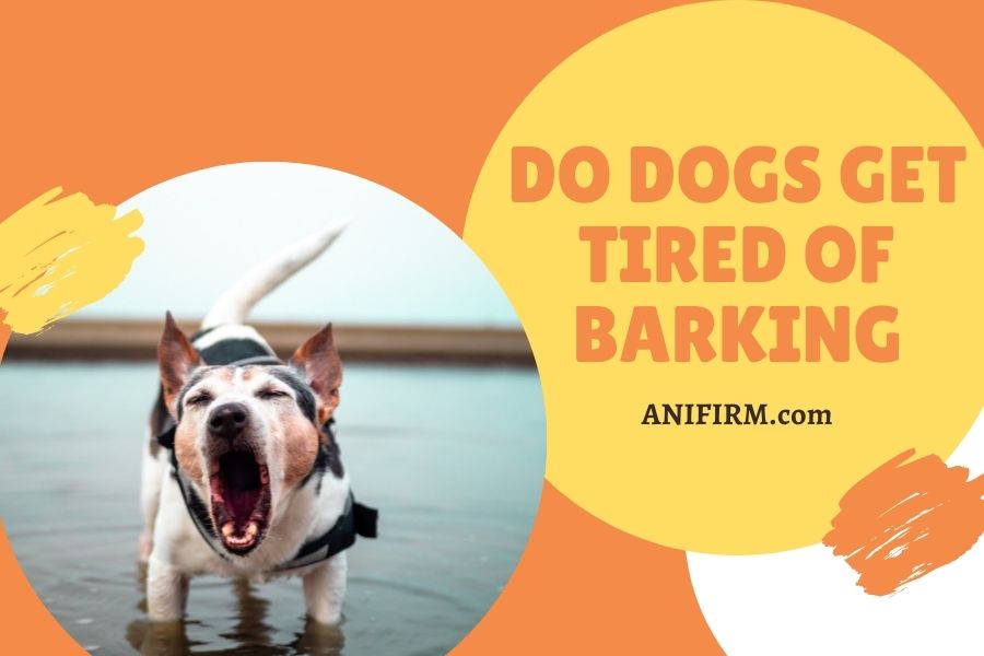 Do dogs get tired of barking find out