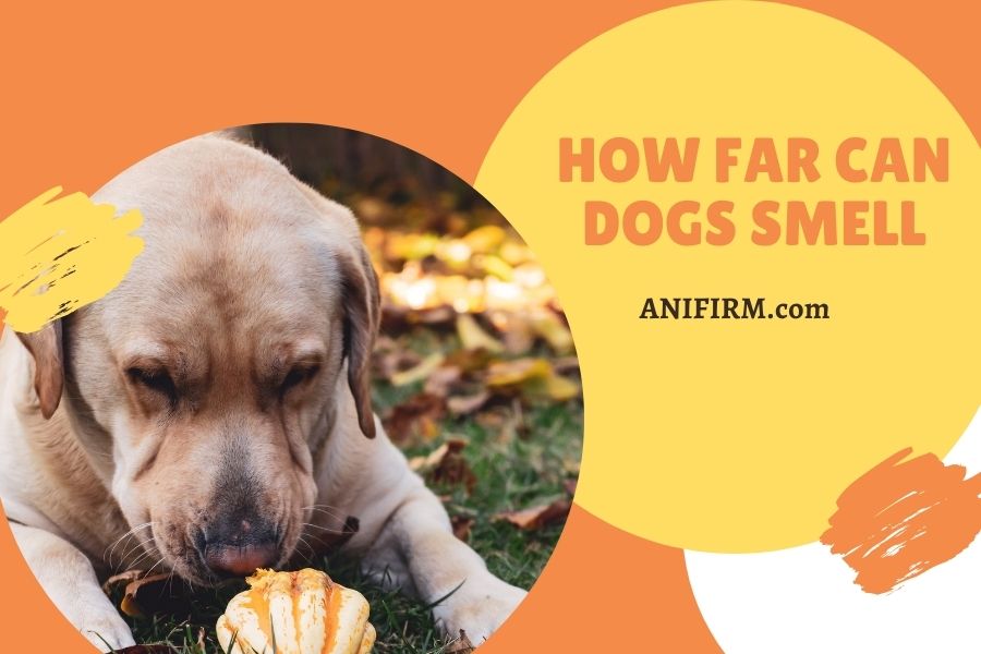 How Far Can Dogs Smell or sniff