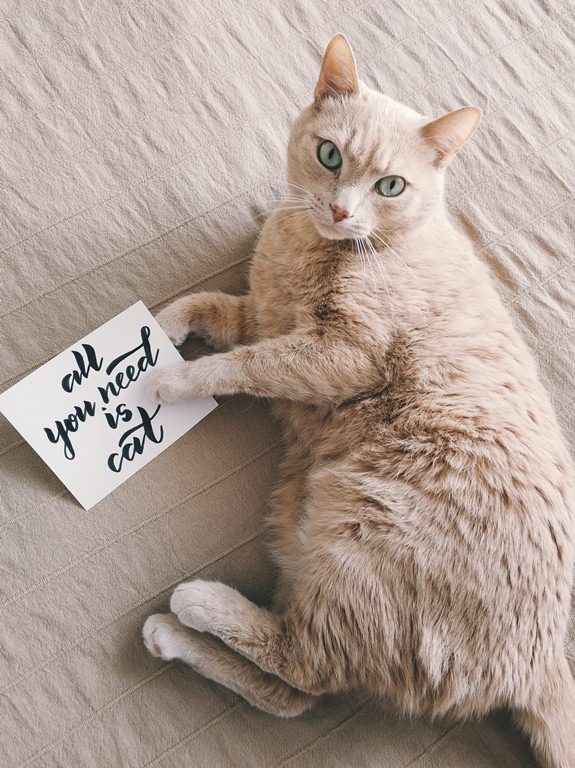 a cat lying on bed in style