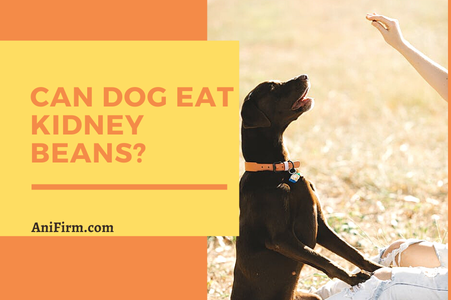 Can Dog Eat Kidney Beans