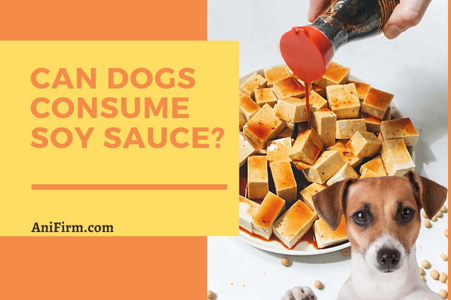 Can Dogs Consume Soy Sauce