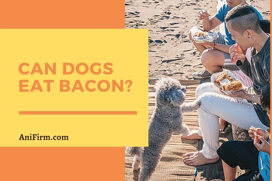 Can Dogs Eat Bacon