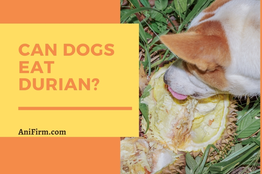 Can Dogs Eat Durian