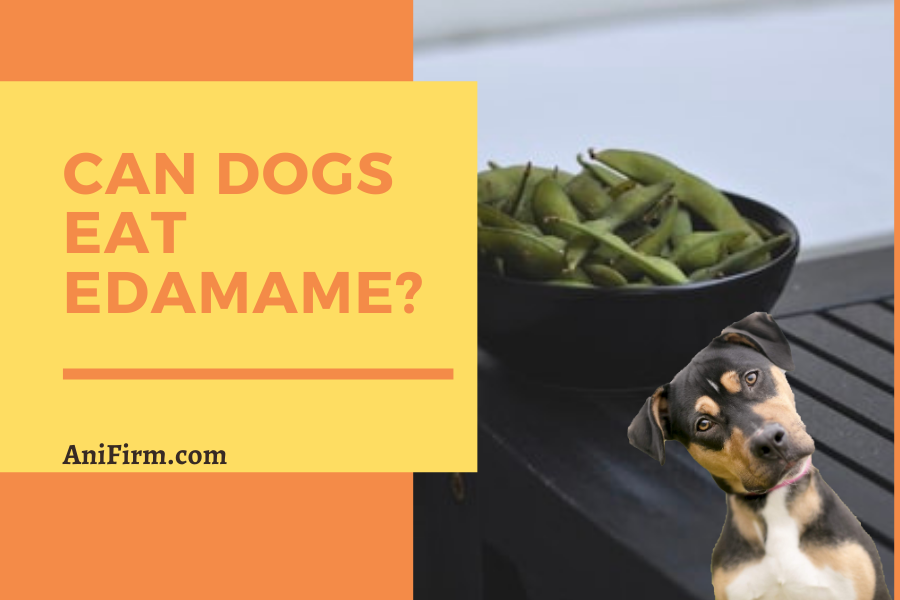 Can Dogs Eat Edamame