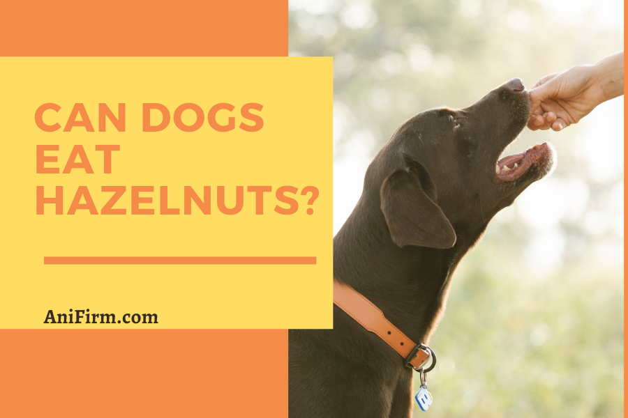 Can Dogs Eat Hazelnuts