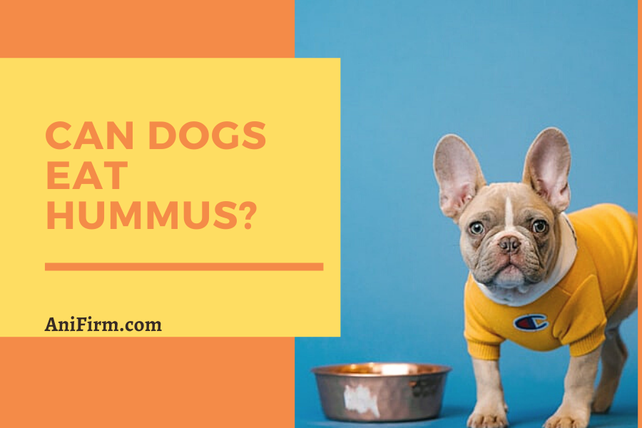 Can Dogs Eat Hummus?