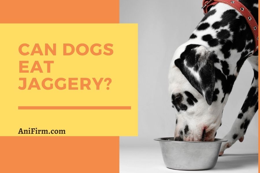 Can Dogs Eat Jaggery