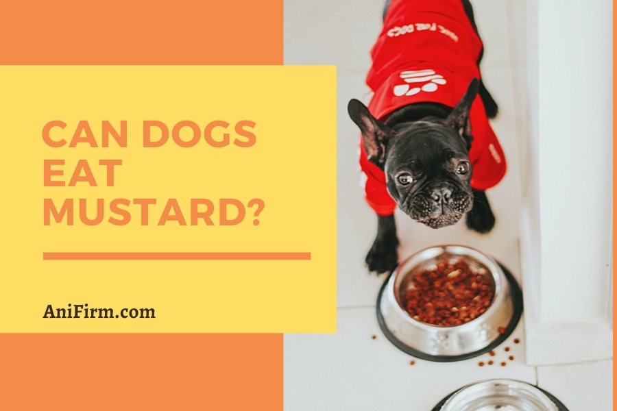 Can Dogs Eat Mustard