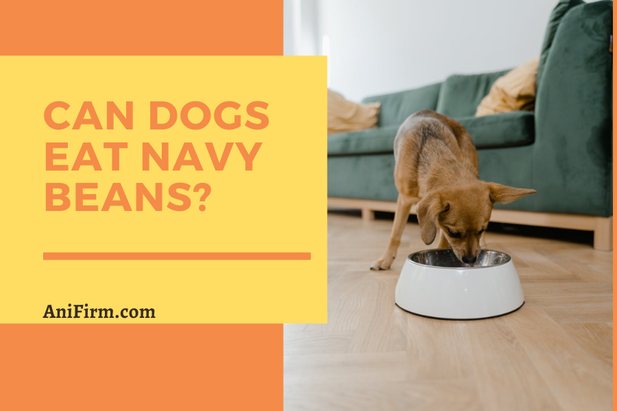 Can Dogs Eat Navy Beans