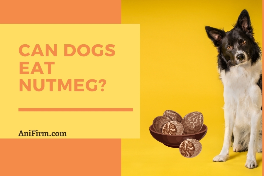 Can Dogs Eat Nutmeg