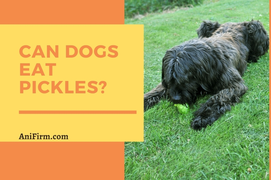 Can Dogs Eat Pickles