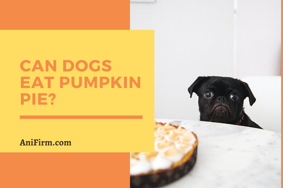 Can Dogs Eat Pumpkin Pie