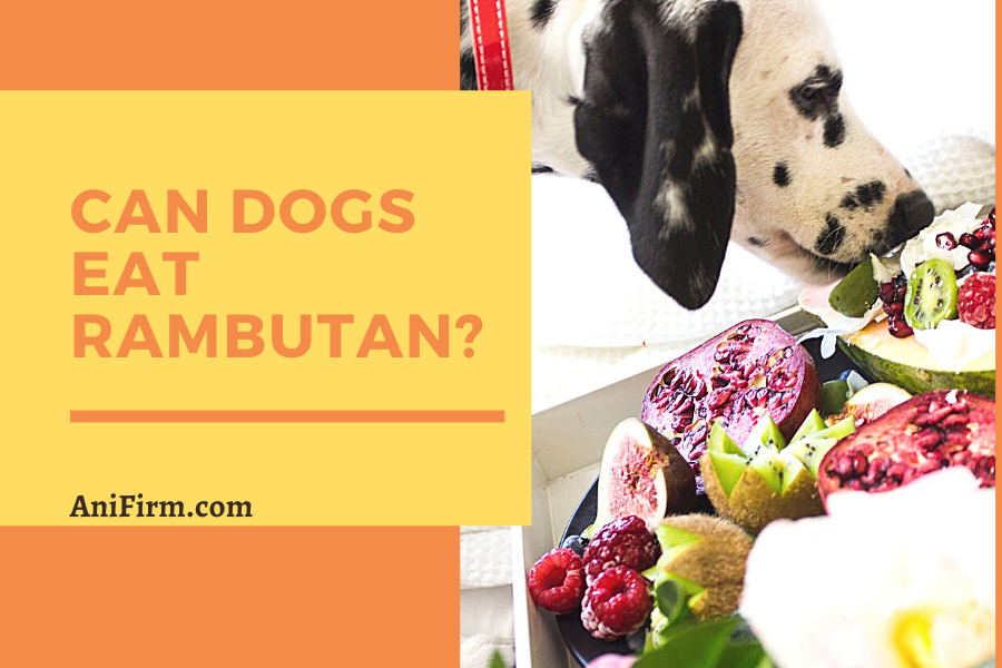 Can Dogs Eat Rambutan