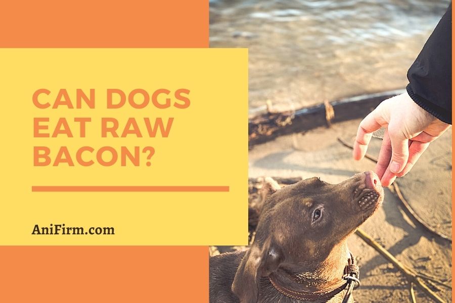 Can Dogs Eat Raw Bacon