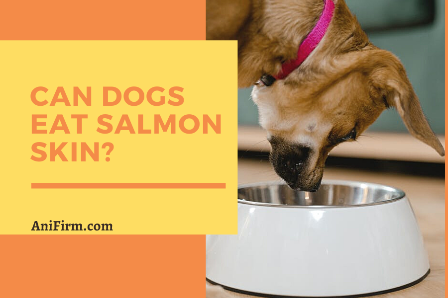 Can Dogs Eat Salmon Skin?