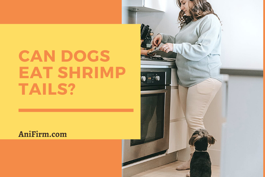 Can Dogs Eat Shrimp Tails