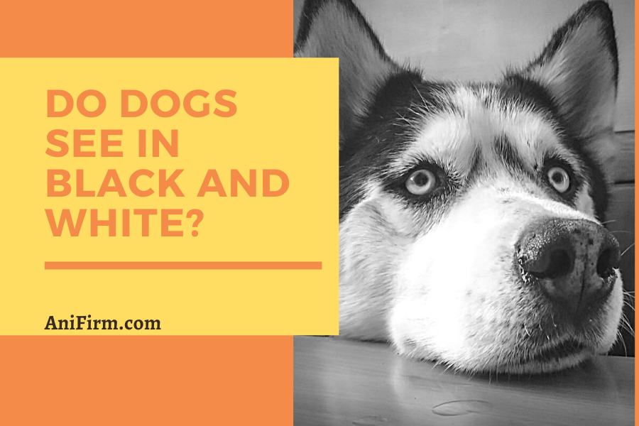 Do Dogs See In Black And White?