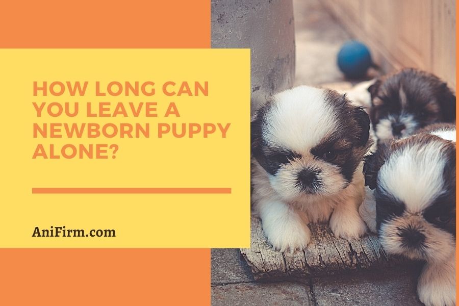 How Long Can You Leave a Newborn Puppy Alone