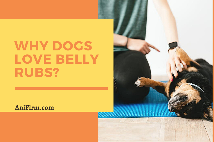 Why Dogs Love Belly Rubs