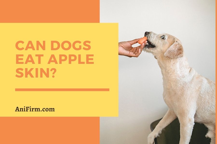 can dogs eat apple skin