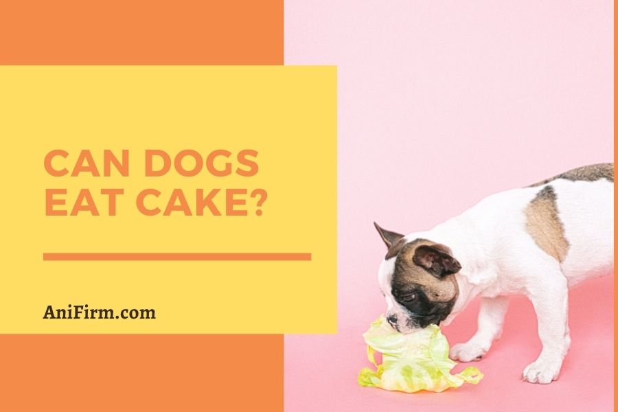 can dogs eat cake