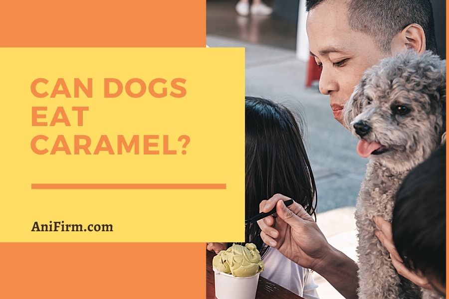 can dogs eat caramel