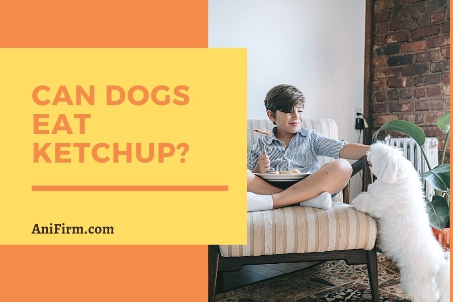 can dogs eat ketchup