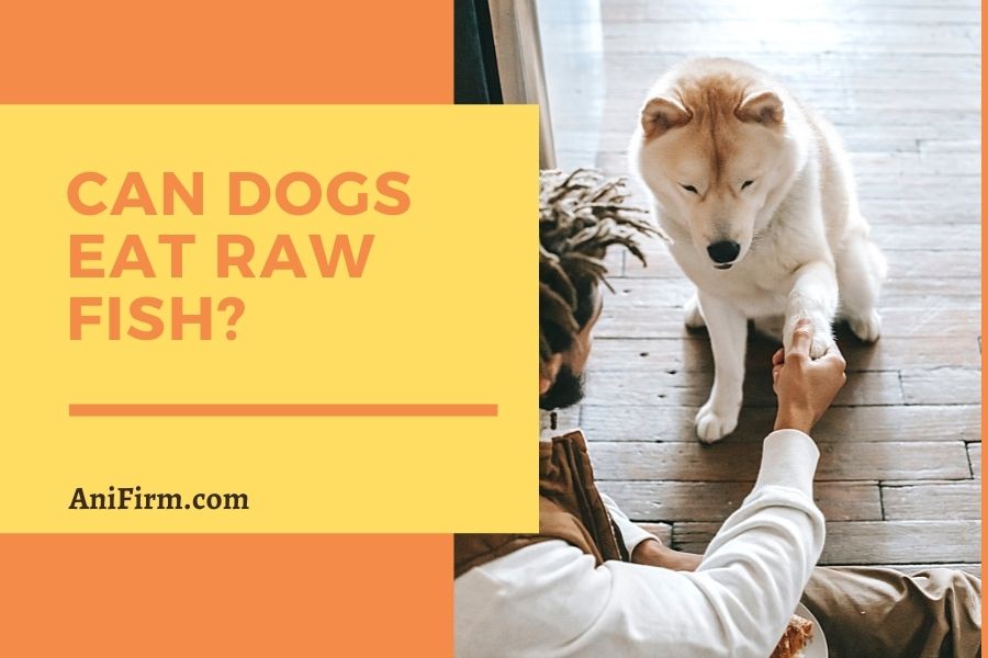 can dogs eat raw fish