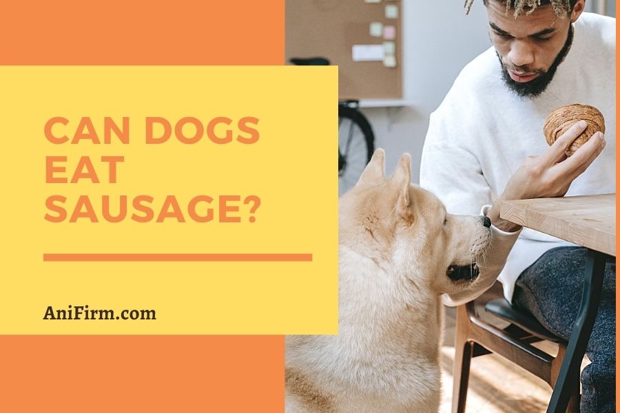 can dogs eat sausages