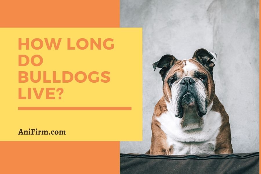 how long do bulldogs live