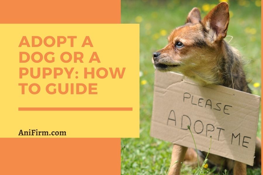 Adopt A Dog Or A Puppy How To Guide