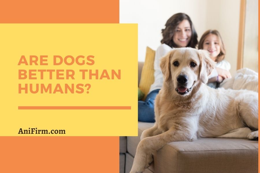 Are Dogs Better Than Humans