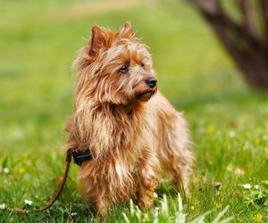 Australian Terriers 