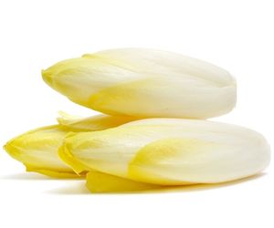 can dog eat Belgian endive