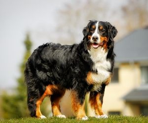 Bernese Mountain Dog