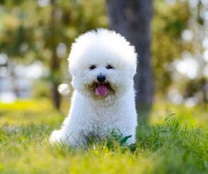 Bichon Frise