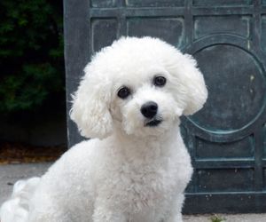 Bichon Frise