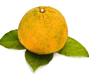 Can Dog Eat Ugli Fruit