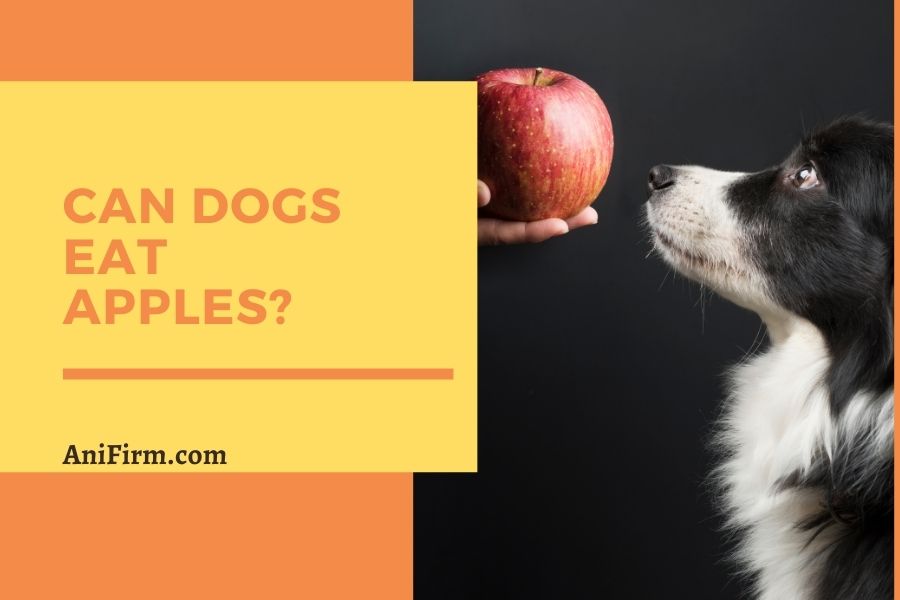 Can Dogs Eat Apples