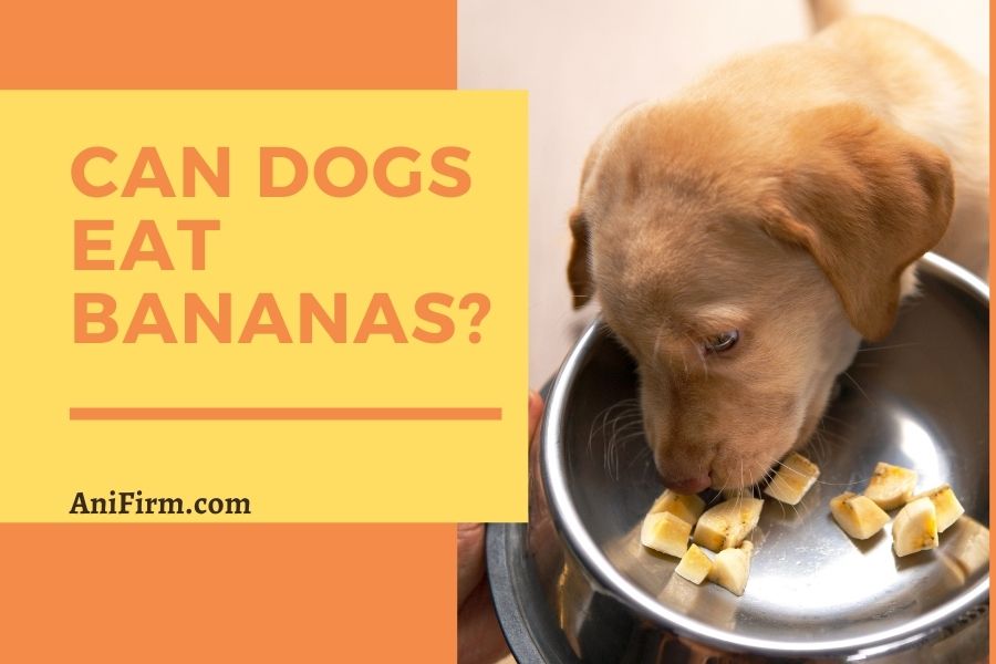 Can Dogs Eat Bananas