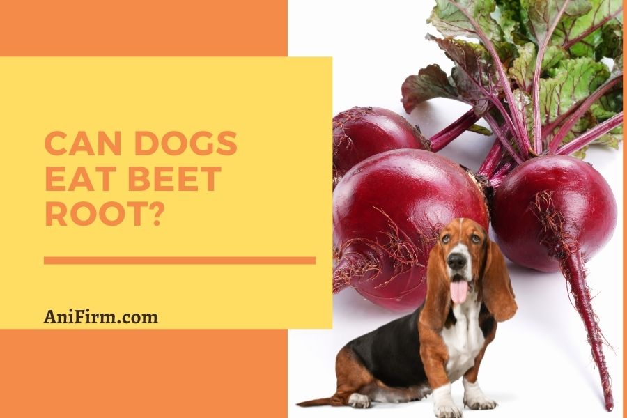 Can Dogs Eat Beet Root