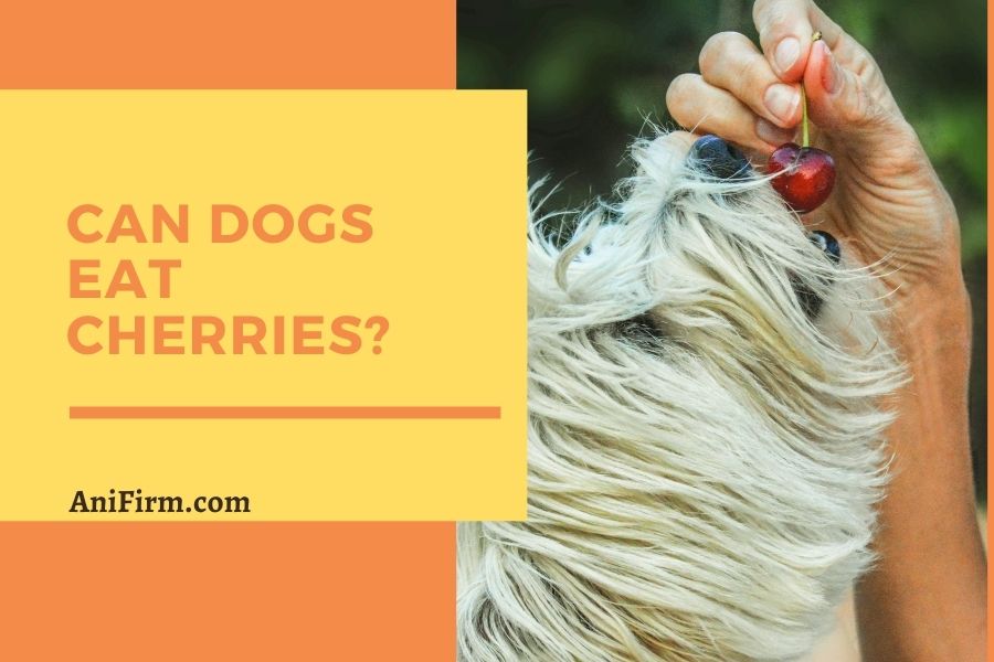 Can Dogs Eat Cherries