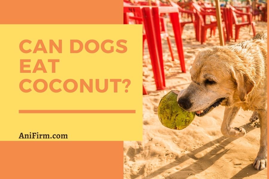 Can Dogs Eat Coconut