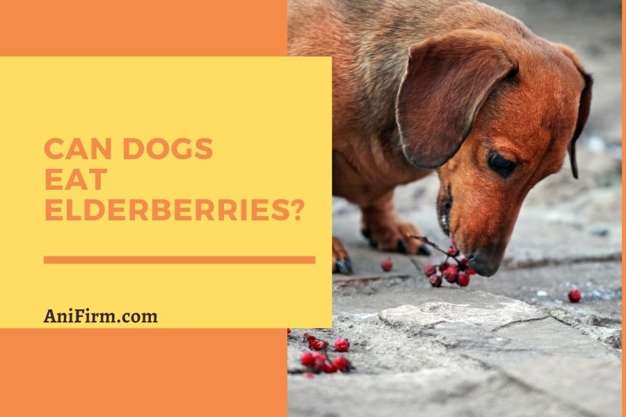 Can Dogs Eat Elderberries