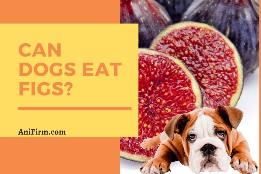 Can Dogs Eat Figs