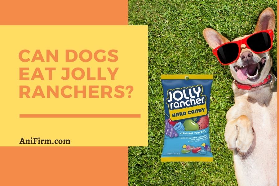 Can Dogs Eat Jolly Ranchers